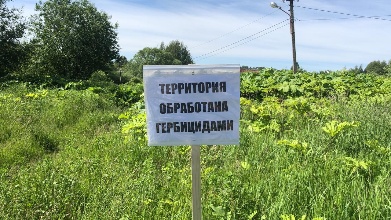 борщевик16061