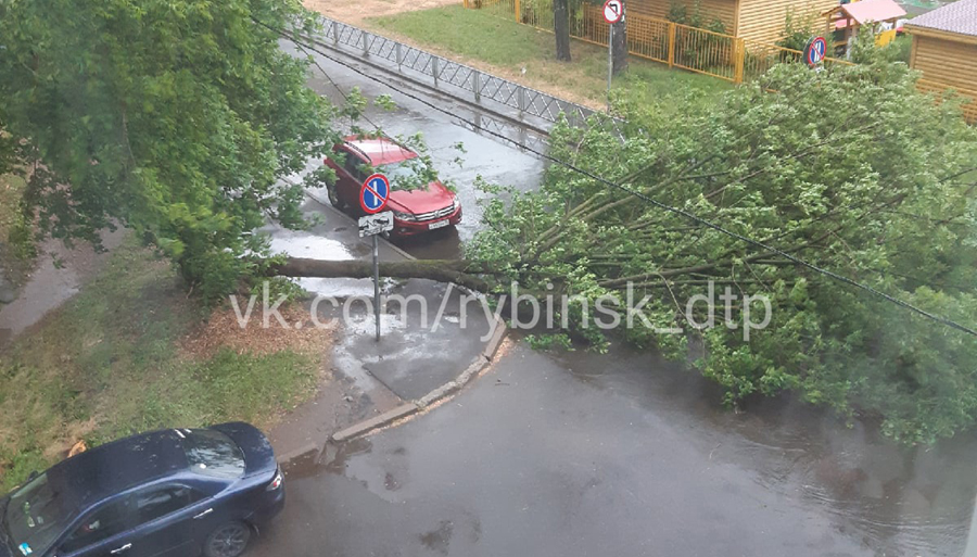 Дерево упало на улице Радищева в Рыбинске