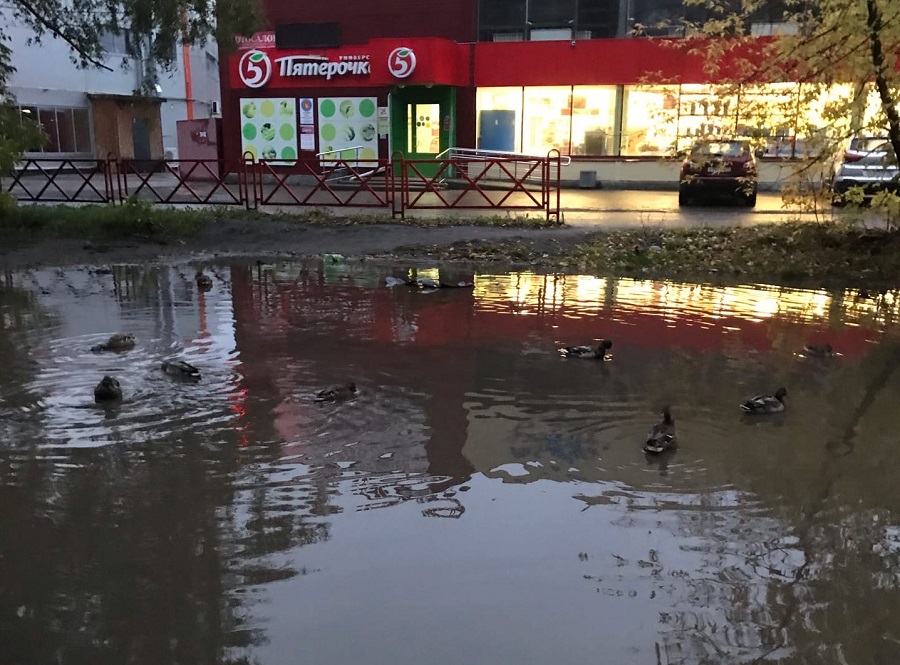 Лужа, превратившись в водоем, также стала пристанищем для уток
