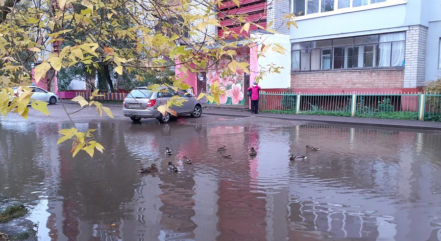 Пернатые поселились и во дворе дома №53 на улице Ньютона