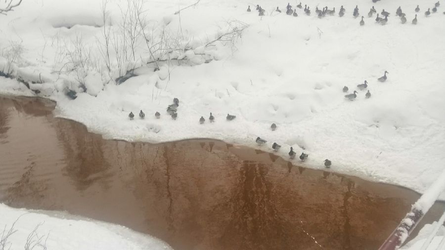 В Ярославле утки боятся заходить в загрязненную реку Дунайку