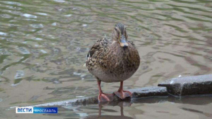 В Дзержинском районе Ярославля построят новую ливневую канализацию