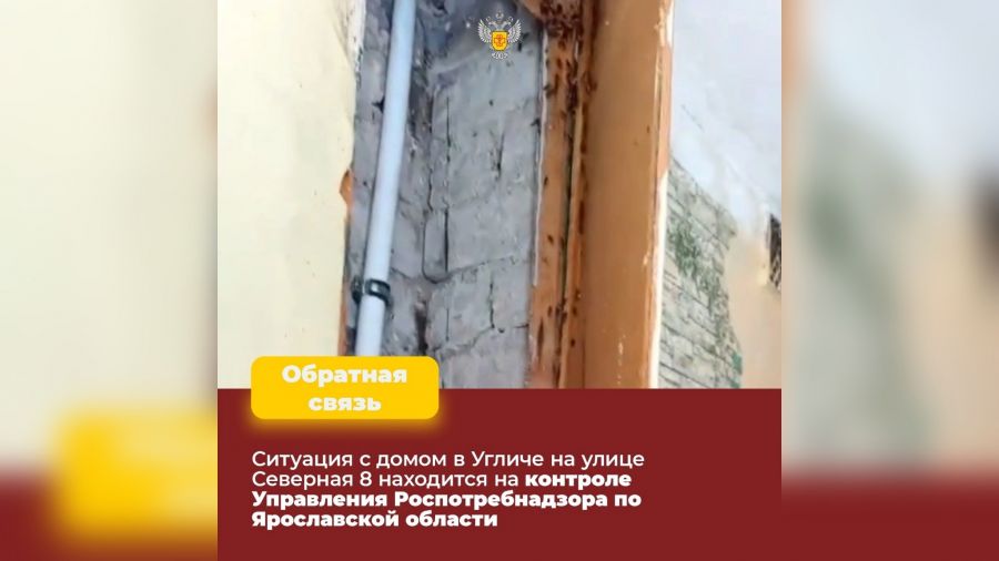 В Угличе жильцы дома пожаловались на полчища тараканов