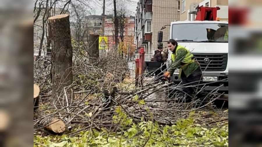 На Московском проспекте в Ярославле спилят аварийные деревья