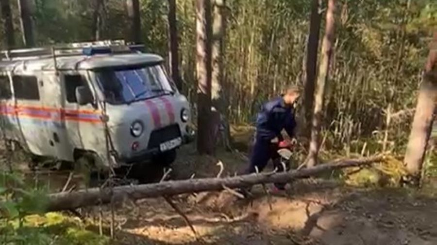 В Ярославле в лесу заблудилась женщина