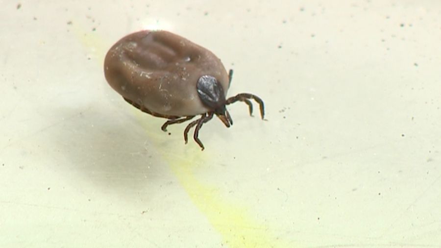 Ярославцев предупреждают о начале сезона активности клещей