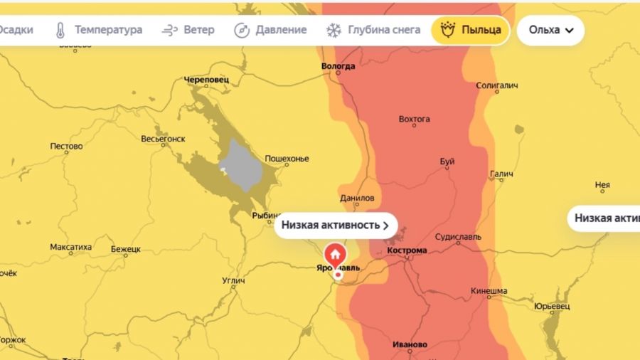 В Ярославской области началось пыление орешника и ольхи