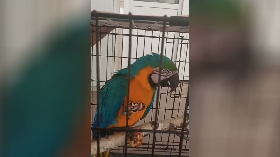 Улетевшего из Ярославского зоопарка попугая ара вернули домой