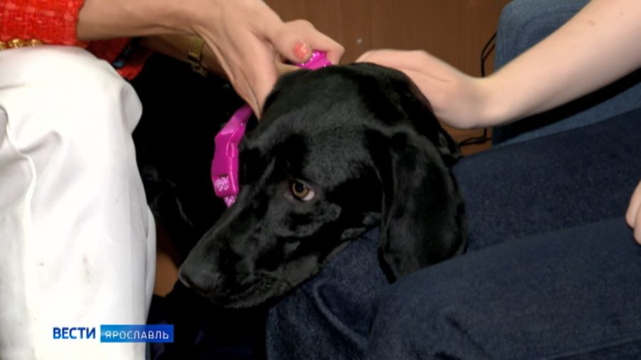 В ярославской библиотеке появился четвероногий терапевт