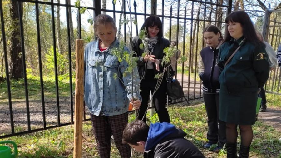 В Ярославской области высадили более 280 тысяч деревьев и кустарников