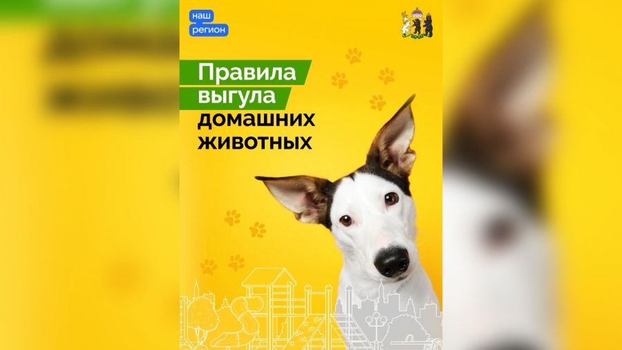 Штрафы до 5 тысяч рублей: за что наказывают владельцев собак в Ярославле и области?