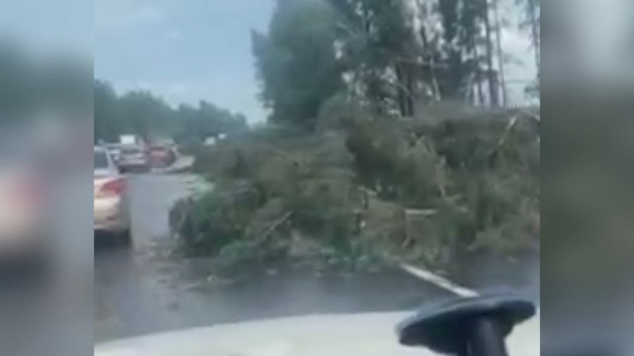 В Ярославском районе ураган повалил множество деревьев