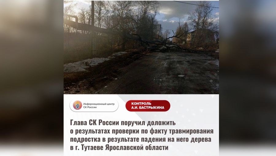 Глава СК РФ потребовал доклад о проверке по факту падения дерева на подростка в Тутаеве