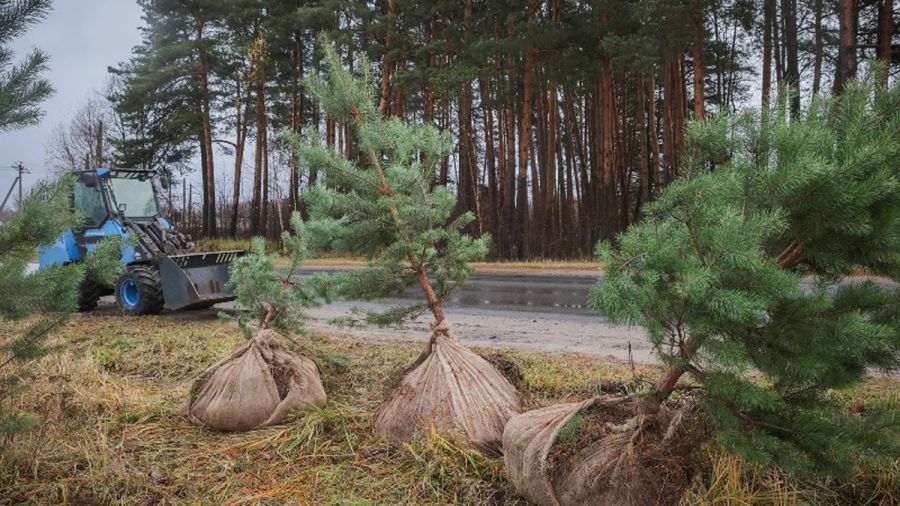 В Рыбинске начали высаживать сосны