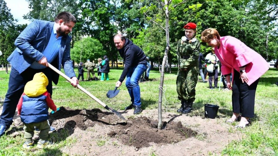 В парке Мира в Ярославле появилась дубовая аллея