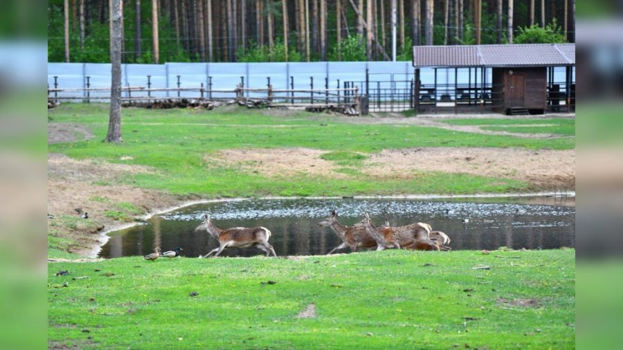 В Ярославле появится первый в России биопарк нового типа