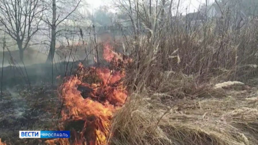 В Ярославской области с 21 апреля действует запрет на посещение лесов