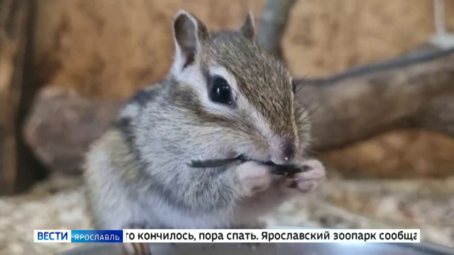 В Ярославском зоопарке малыши-бурундуки и пара сурков отправились в зимнюю спячку