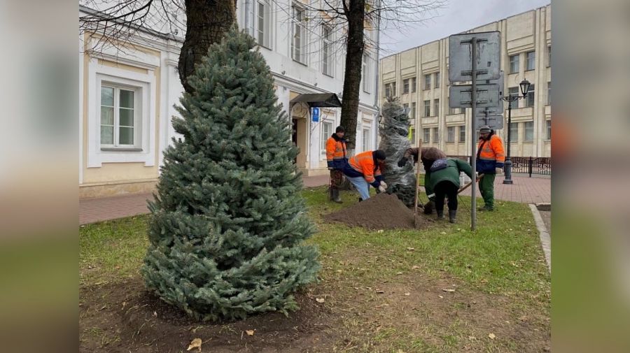 У здания областной Думы в Ярославле высадили 18 молодых елей