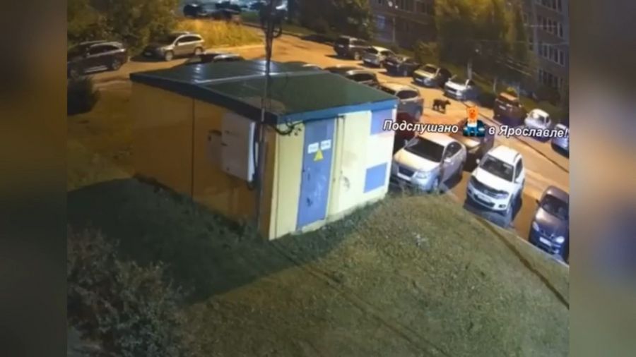 В министерстве природопользования прокомментировали ситуацию о появление медведя в Ярославле