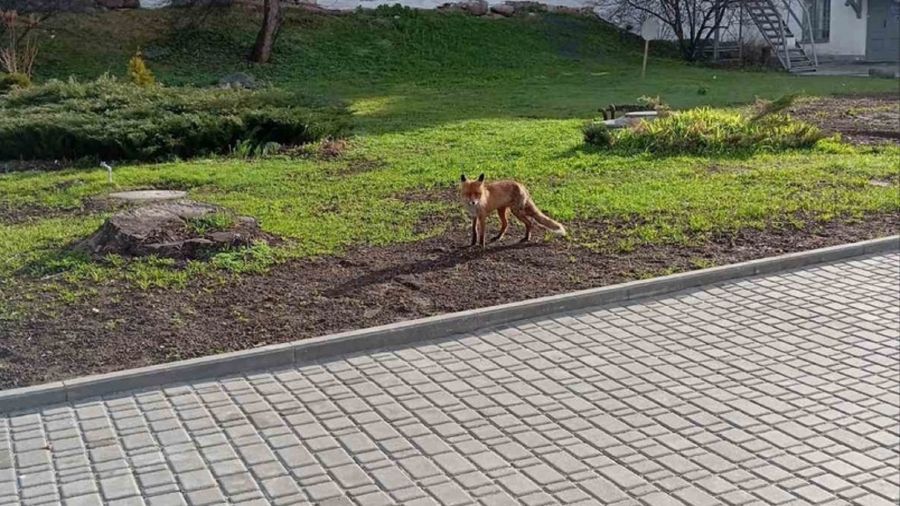 В Ярославский музей-заповедник пришла лиса