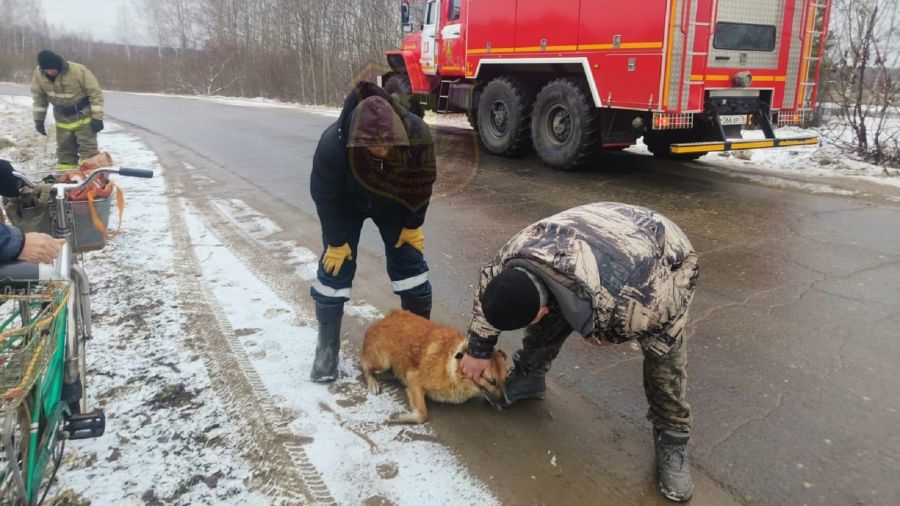 Стало известно продолжение истории о спасенной из полыньи собаке