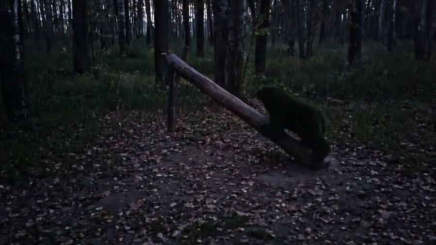 Из парка в Красных Ткачах пропал медвежонок