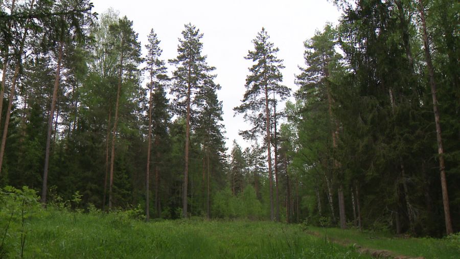 В окрестностях деревень Любимского округа заметили медведя