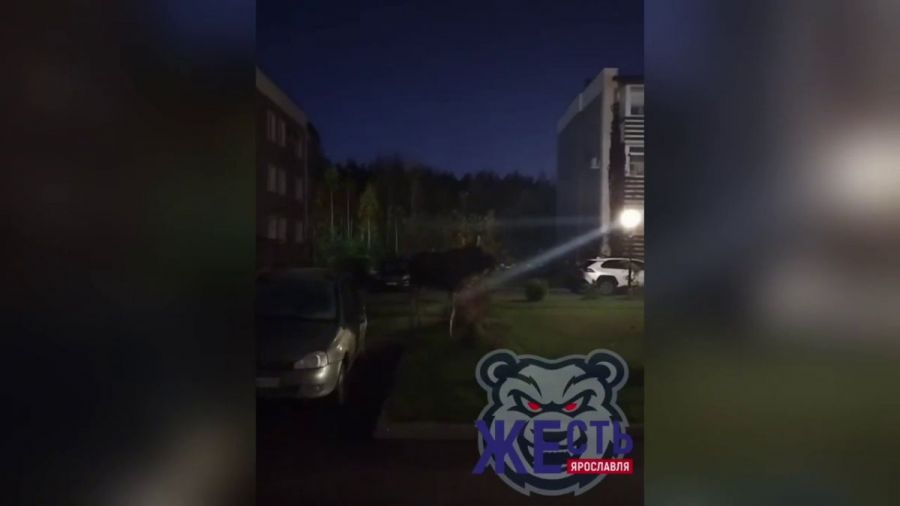Власти прокомментировали выход лося к домам в Ярославском округе