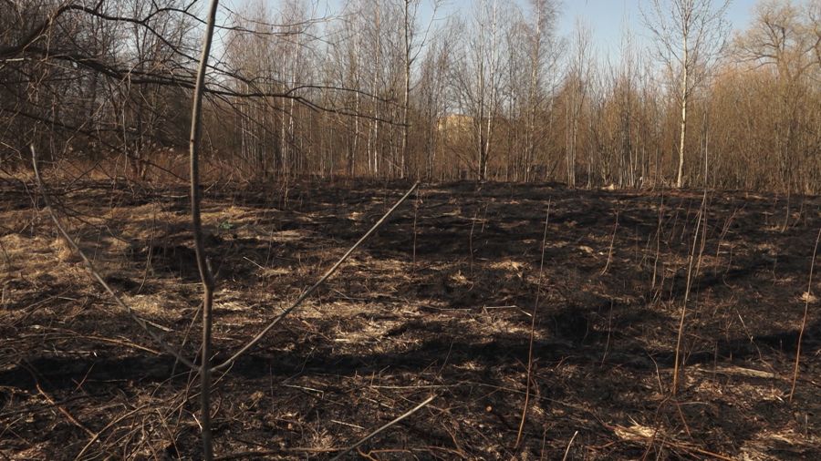 За сутки в Ярославской области зафиксировали 26 случаев пала травы