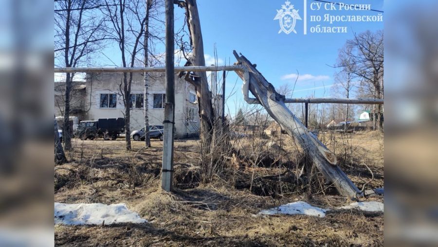 Подростку из Тутаева выплатят 800 тысяч рублей за травму от упавшего дерева
