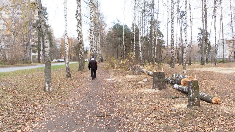 В Ярославле застройщик компенсирует вырубку деревьев на Нижнем поселке