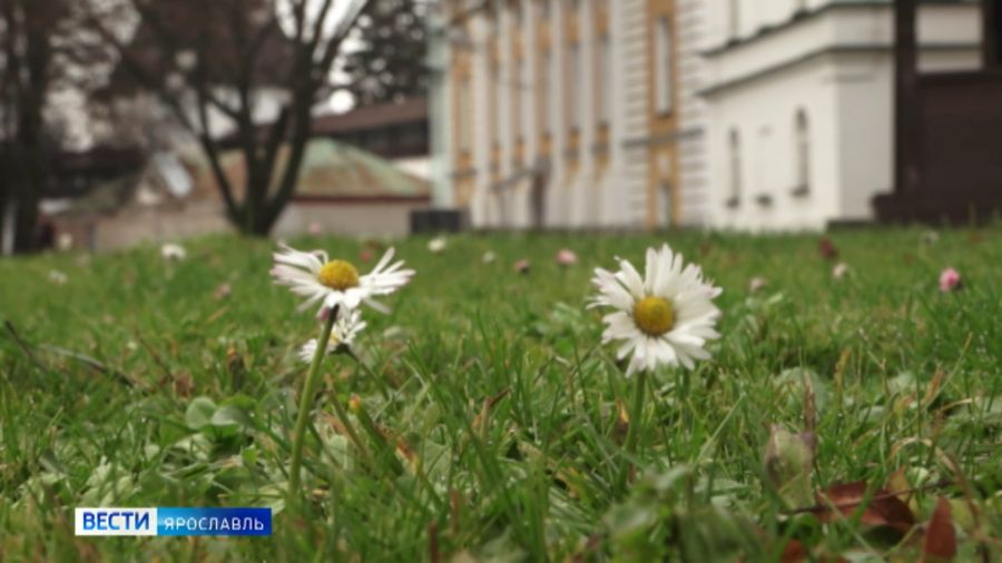 В Ярославле в декабре распустились цветы