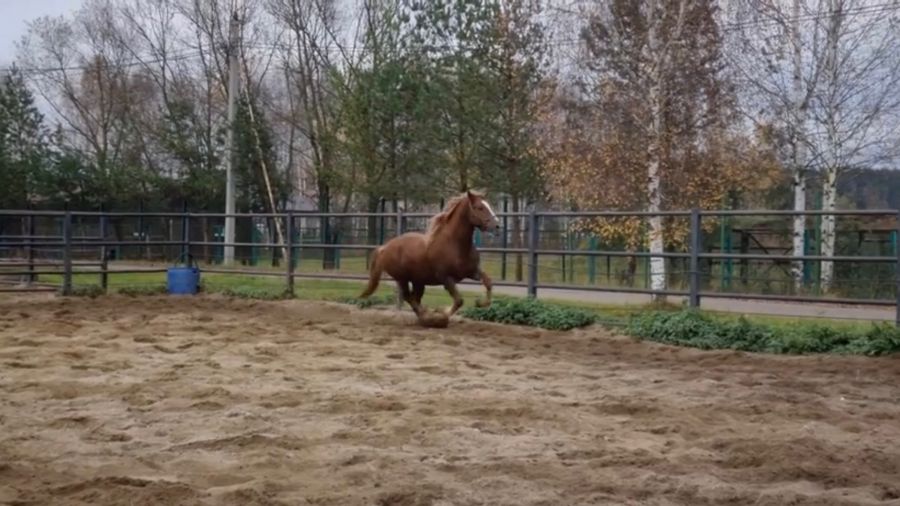 В Ярославском зоопарке поселился конь по кличке Букет