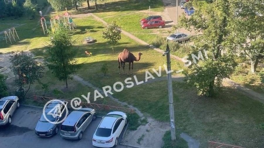 В Ярославле заметили гуляющего во дворе верблюда
