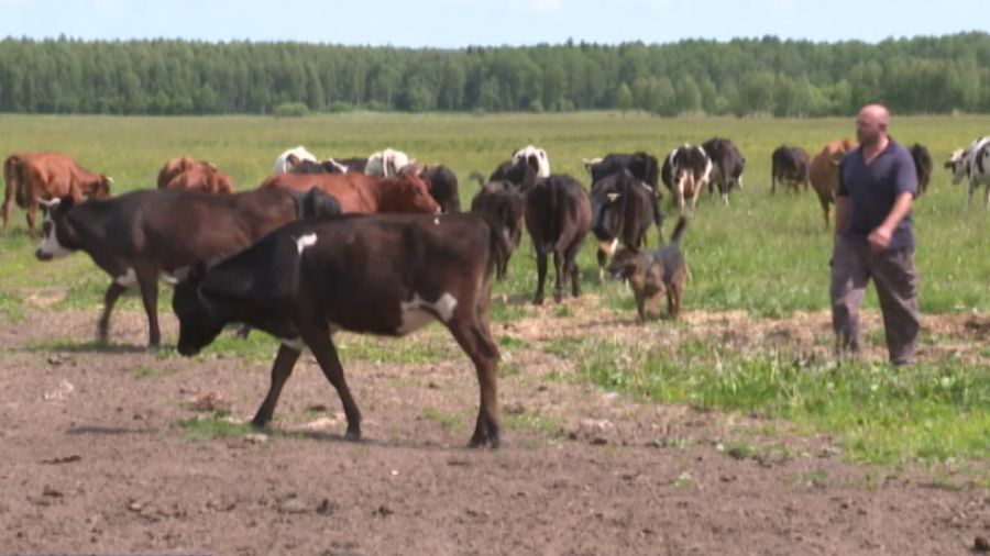 Он - юрист, она - журналист: семейная пара из Москвы переехала под Переславль и занялась фермерством