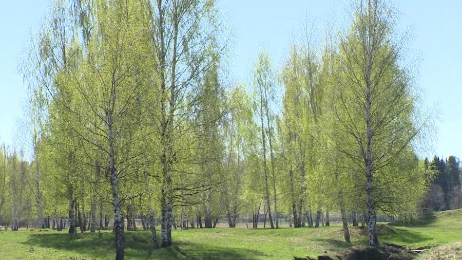 В выходные в Ярославскую область вернется тепло