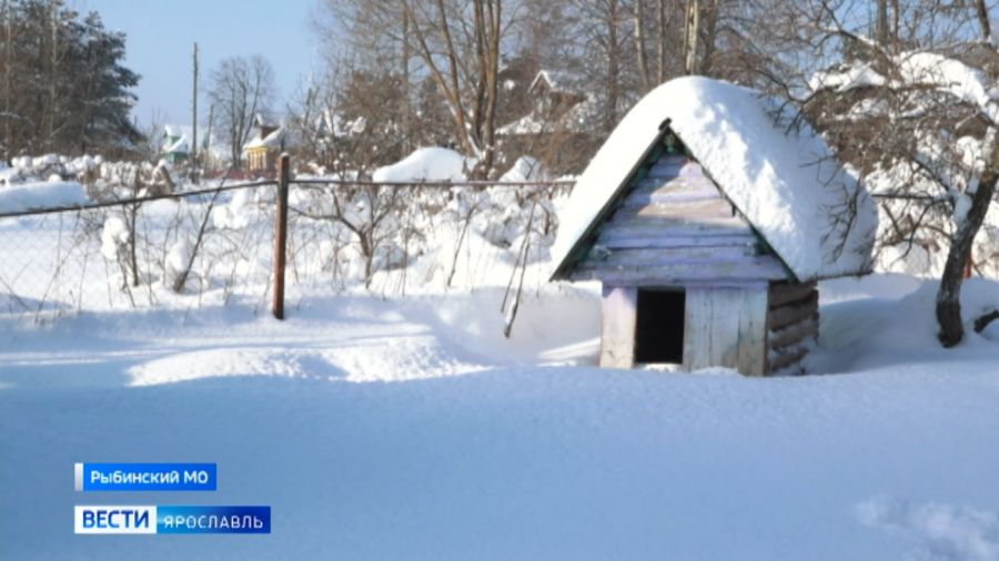 В Рыбинском округе начали охоту на загрызшего собаку волка