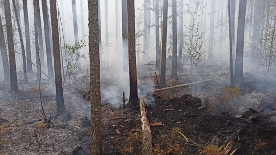 В Угличском районе произошел пожар на территории леса