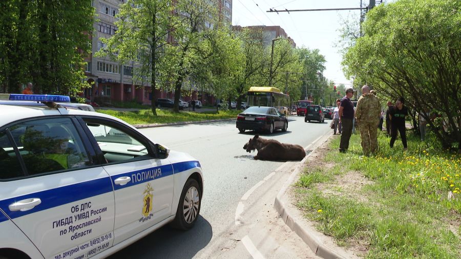 Прыгнул из-за куста: в Ярославле легковушка сбила лося