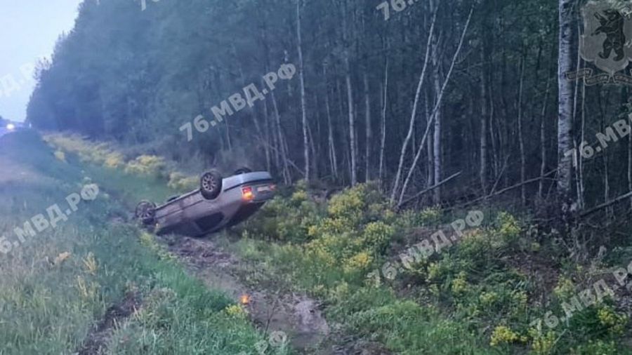 В Ярославской области из-за ДТП с лосем иномарка вылетела в кювет и перевернулась