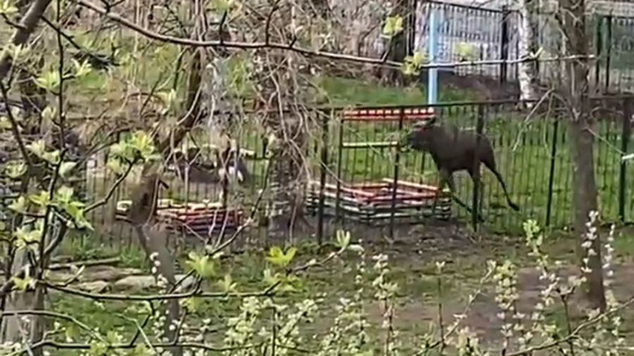 На территорию детского сада в Тутаеве забежал лось