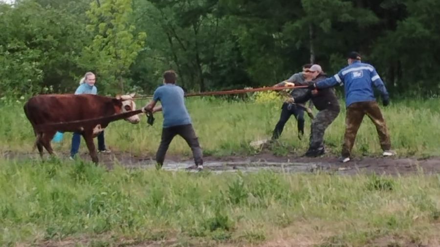 В Переславле сбежавшую корову-путешественницу вернули хозяевам