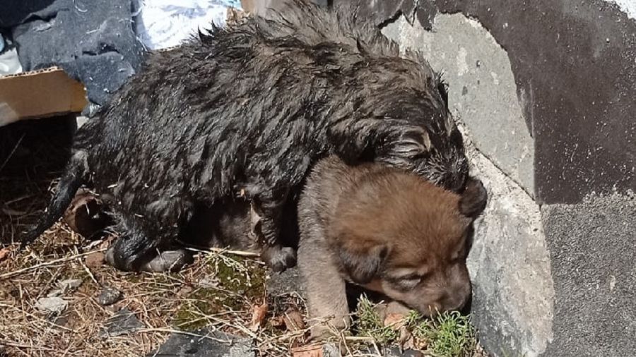 В Гаврилов-Яме пожарные спасли щенят, застрявших в водосточной трубе