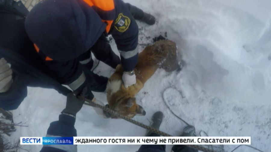 В новогодние каникулы сотрудники Центра гражданской защиты дважды спасали жизни четвероногих друзей