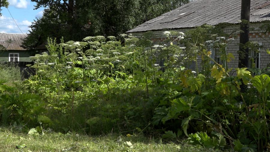 Борщевик в деревне Ульяново Гаврилов-Ямского района оккупировал улицы и поля