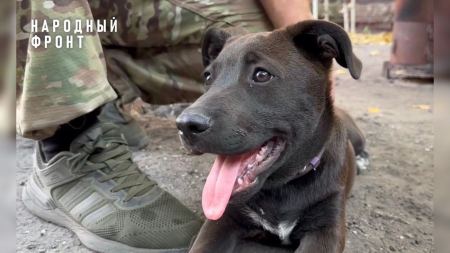 У бойцов Толбухинского дивизиона появился четвероногий друг – собака Тор