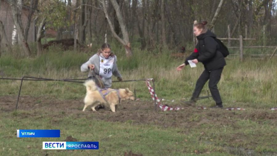 В Угличском районе Ярославской области прошел забег «Лохматый десант»