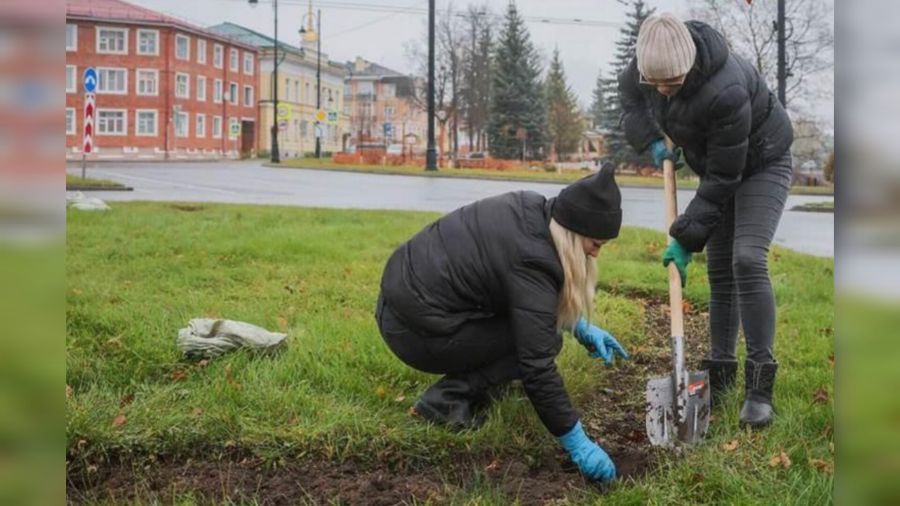 Городские службы начали высаживать тюльпаны на клумбах Рыбинска